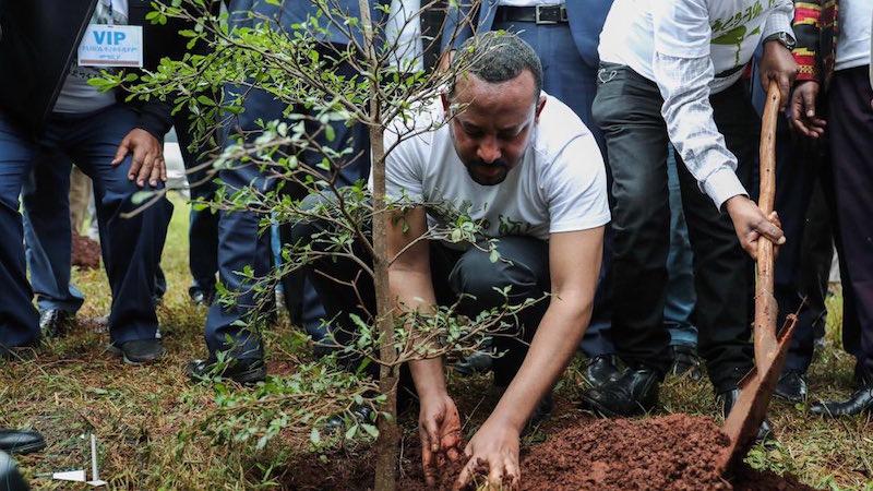green legacy initiative - planting trees help desertification